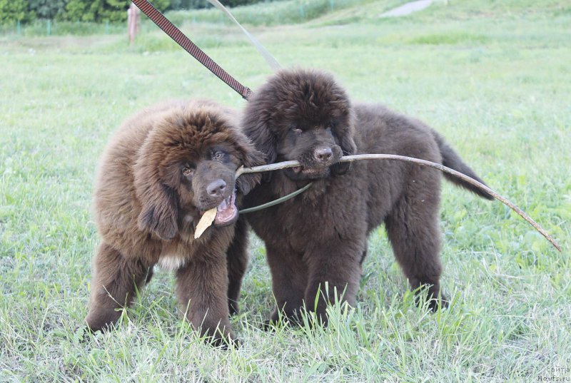 Фото: ньюфаундленд Браунблад МСК Дрими Эйн (Brownblood MSK Drimi Ein), ньюфаундленд Браунблад МСК Даймонд Макс