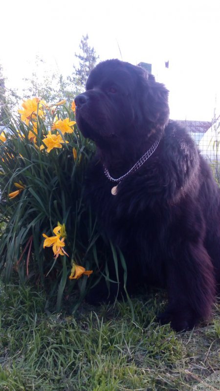 Фото: ньюфаундленд Дар Свезы Сии Энд Эдмире