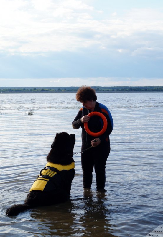 Фото: Елена Шмелева, ньюфаундленд Мерседес Вялiкi Мядзведзь (Mercedes Vialiki Miadzvedz)