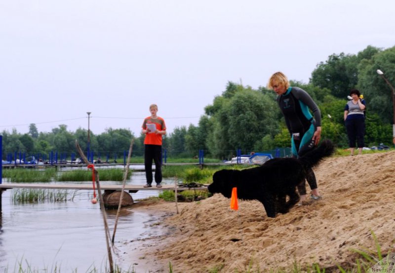 Фото: ньюфаундленд Старди Коллекшн Дилан