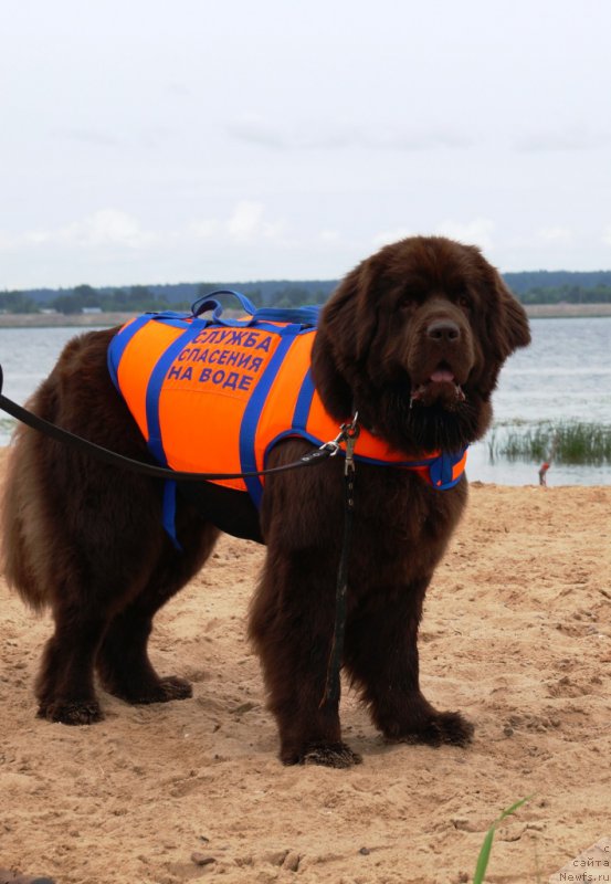 Фото: ньюфаундленд Николь Голд Стар (Nikol Gold Star)