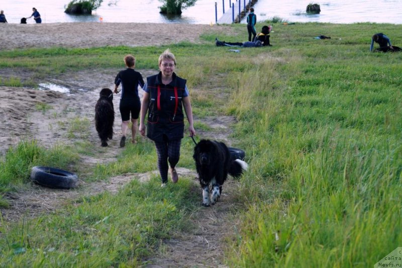 Фото: Ирина Мороз, ньюфаундленд Fabian de Lange Super Mishka