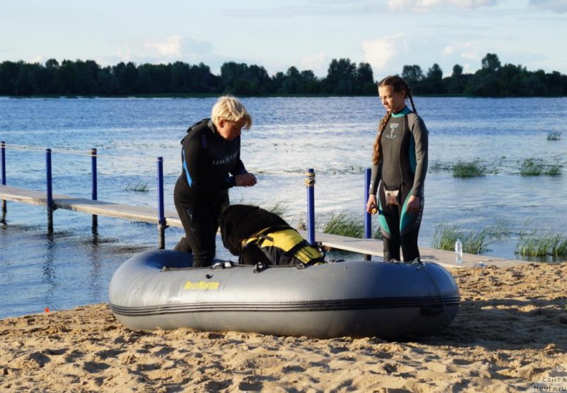 Фото: ньюфаундленд Старди Коллекшн Дилан