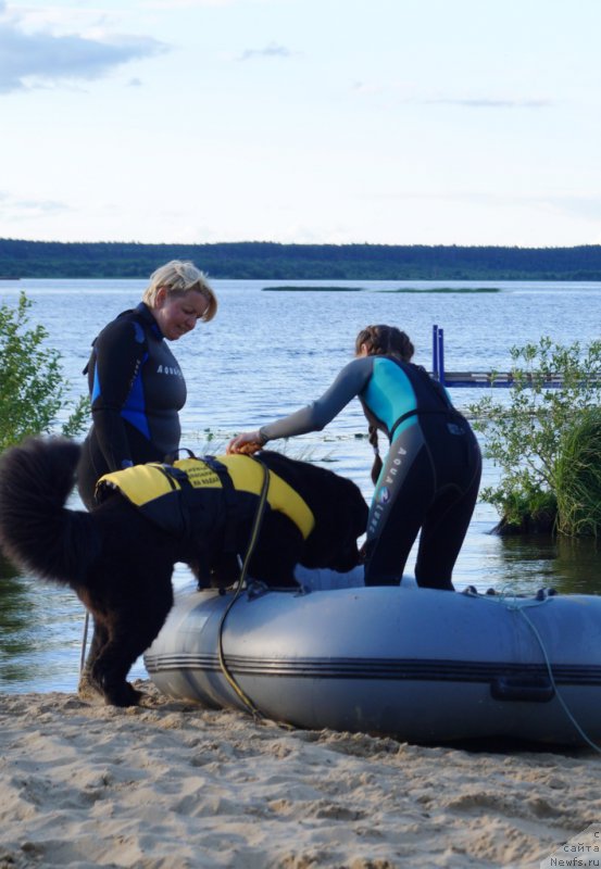 Фото: ньюфаундленд Старди Коллекшн Дилан