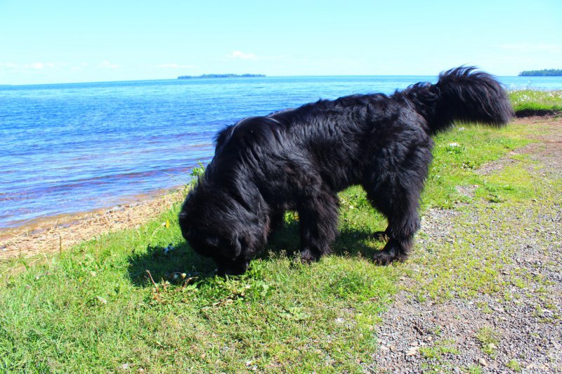 Фото: ньюфаундленд Чарльз Балу Блек Биар