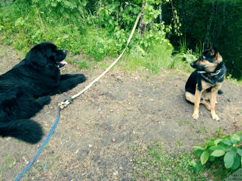 Фото: ньюфаундленд Чарльз Балу Блек Биар