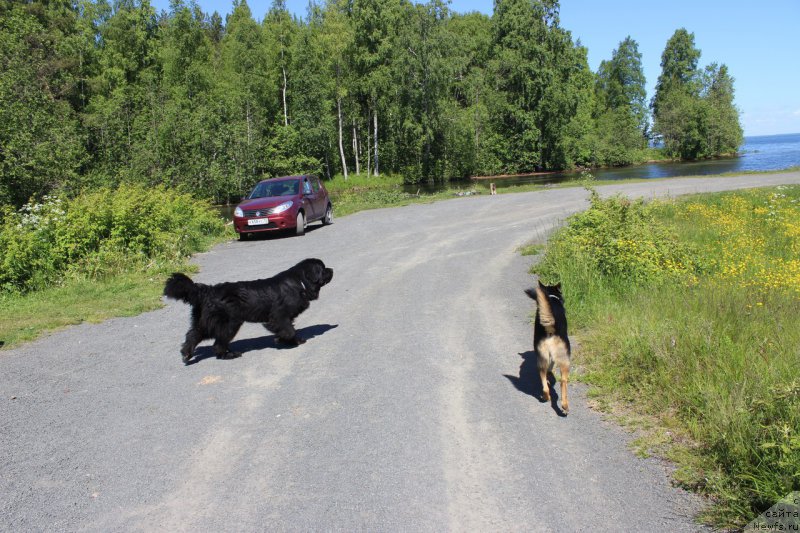 Фото: ньюфаундленд Чарльз Балу Блек Биар