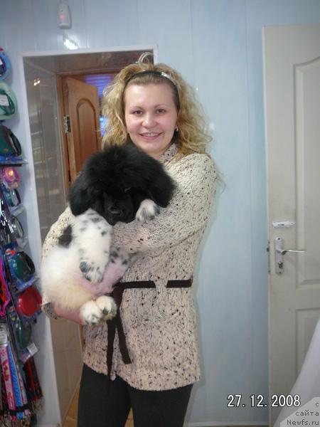 Фото: ньюфаундленд Кипер Соул Дар Моего Сердца Даниель (Keeper Soul Dar Moego Serdtsa Daniel)