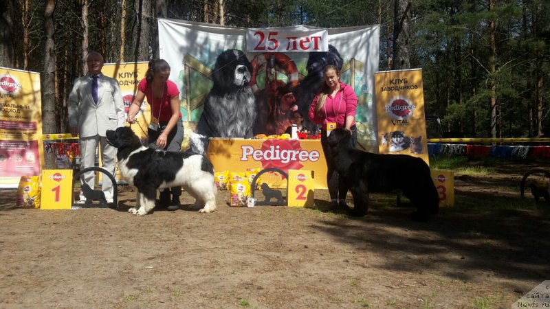 Фото: ньюфаундленд Аквиан Сонг Розмари (Akvian Song Rosemary), ньюфаундленд Арсэла Бьюти