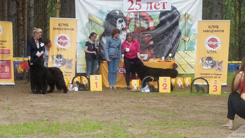 Фото: ньюфаундленд Помона из Антаграда (Pomona is Antagrada), ньюфаундленд Арсэла Бьюти