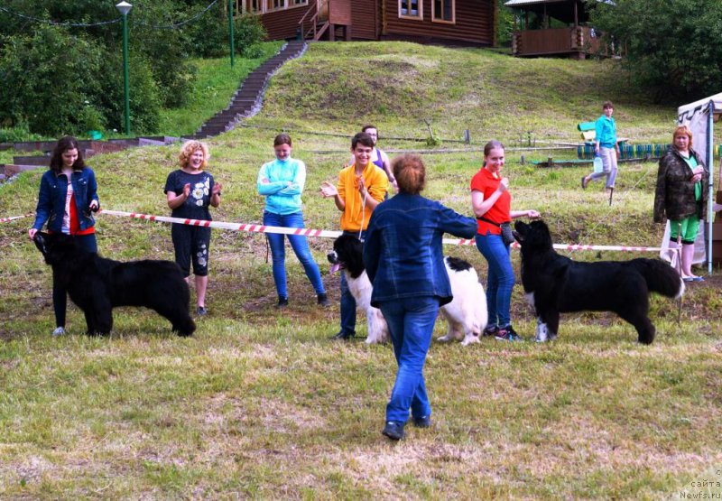 Фото: ньюфаундленд Наследник Персея Эклипс, ньюфаундленд Сент Джонс Валентине'с Дей (Sent Djons Valentine’s Day), ньюфаундленд Fabian de Lange Super Mishka