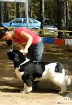 Фото: ньюфаундленд Аквиан Сонг Розмари (Akvian Song Rosemary)