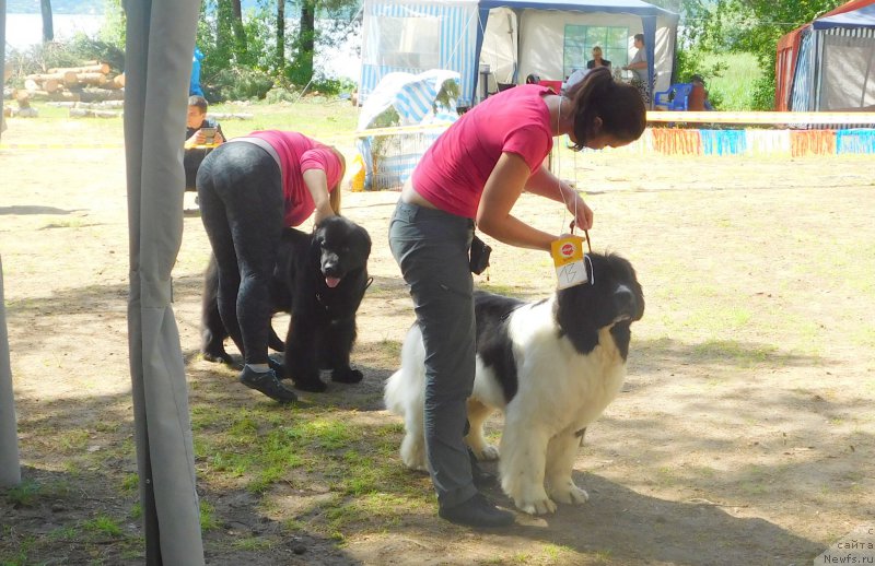 Фото: ньюфаундленд Аквиан Сонг Розмари (Akvian Song Rosemary), ньюфаундленд Арсэла Бьюти
