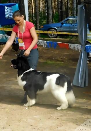 Фото: ньюфаундленд Аквиан Сонг Розмари (Akvian Song Rosemary)