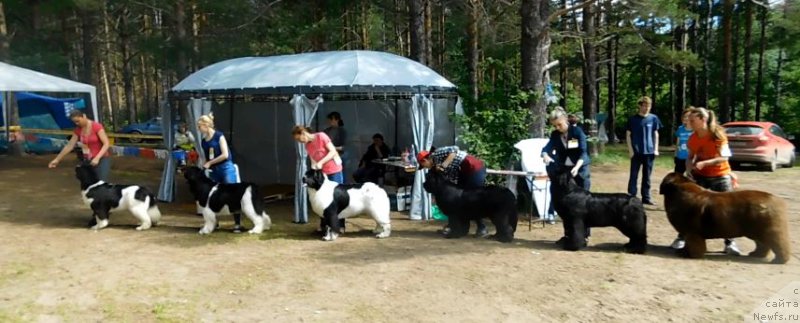 Фото: ньюфаундленд Аквиан Сонг Розмари (Akvian Song Rosemary), ньюфаундленд Кипер Соул Нью Стар (Keeper Soul New Star), ньюфаундленд Моон Броок Дакота (Moon Brook Dakota), ньюфаундленд Моон Броок Гоод Ас Голд (Moon Brook Good As Gold), ньюфаундленд Аквиан Сонг Лаватера (Akvian Song Lavatera), ньюфаундленд Черный Шарм Ангельская Красота (Chernyi Sharm Angel'skaya Krasota)