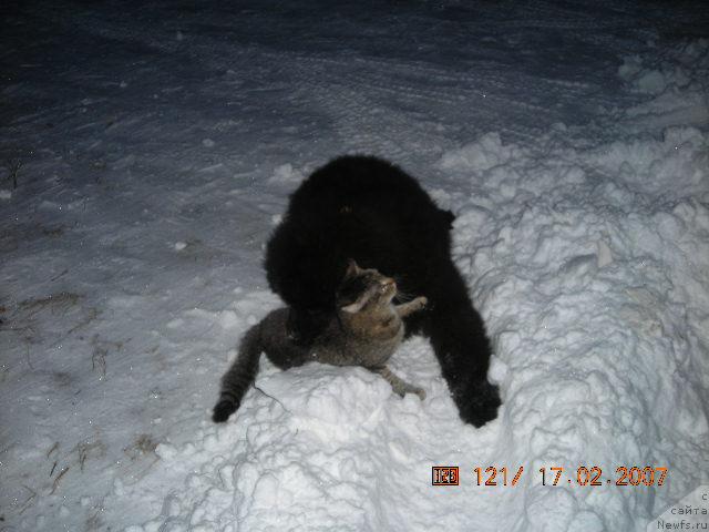 Фото: ньюфаундленд Сент Джонс Круиз (Sent Djons Kruiz)