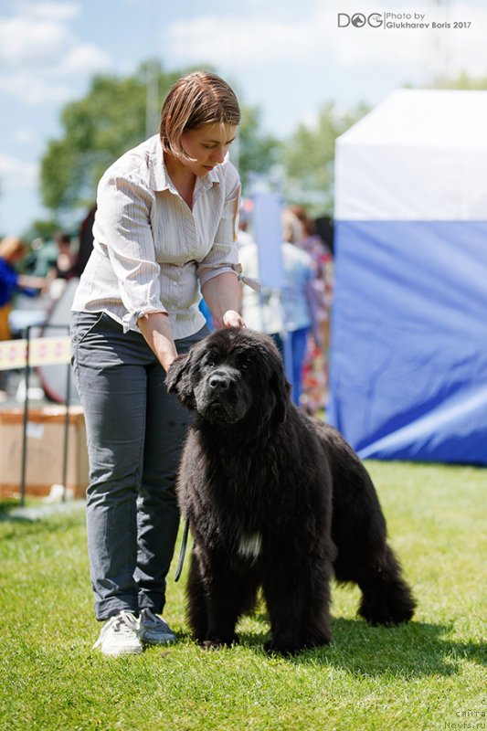 Фото: ньюфаундленд Callistos Black Tulip