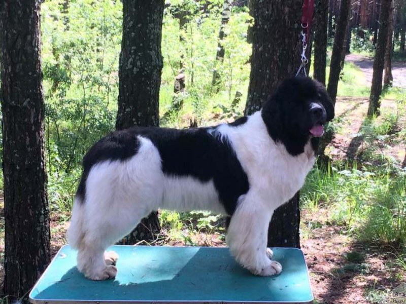 Фото: ньюфаундленд Аквиан Сонг Розмари (Akvian Song Rosemary)