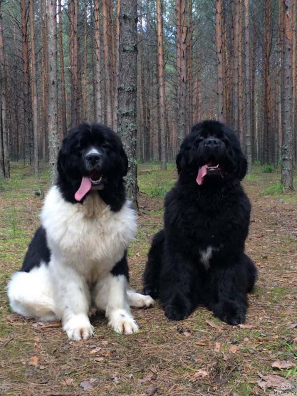 Фото: ньюфаундленд Аквиан Сонг Лаватера (Akvian Song Lavatera), ньюфаундленд Аквиан Сонг Розмари (Akvian Song Rosemary)