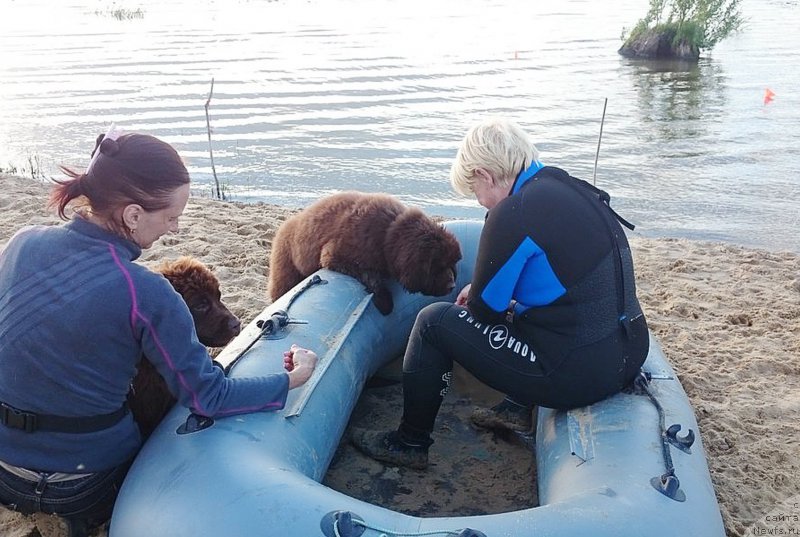 Фото: ньюфаундленд Браунблад МСК Дрими Эйн (Brownblood MSK Drimi Ein), ньюфаундленд Браунблад МСК Даймонд Макс