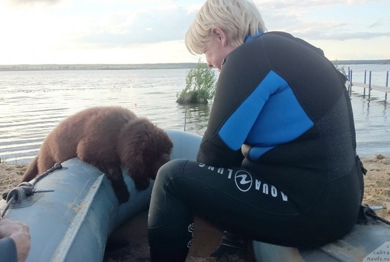 Фото: ньюфаундленд Браунблад МСК Даймонд Макс