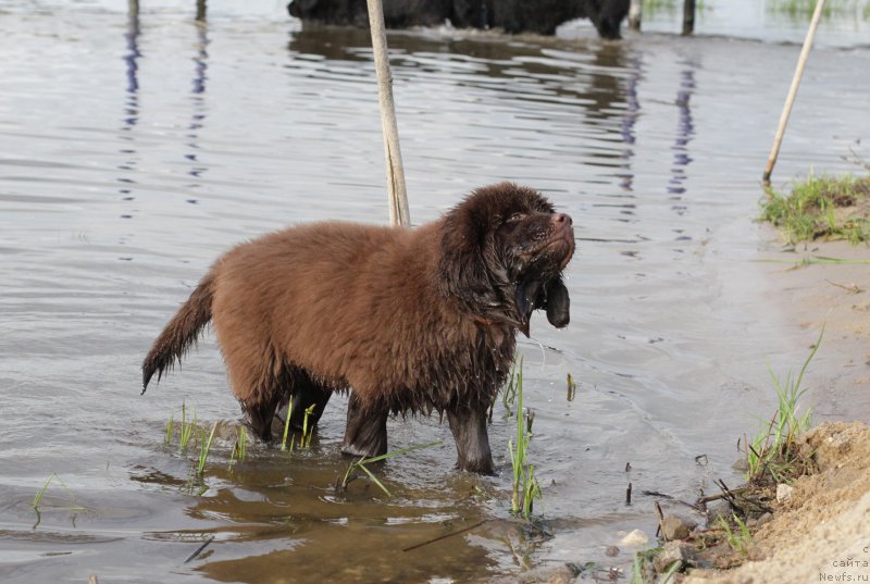 Фото: ньюфаундленд Браунблад МСК Даймонд Макс