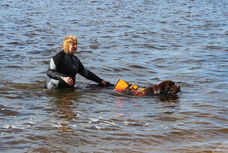 Фото: ньюфаундленд Наоми Таголири фор Браунблад (Naomi Tagoliri for Brouwnblood)