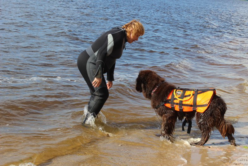 Фото: ньюфаундленд Наоми Таголири фор Браунблад (Naomi Tagoliri for Brouwnblood)