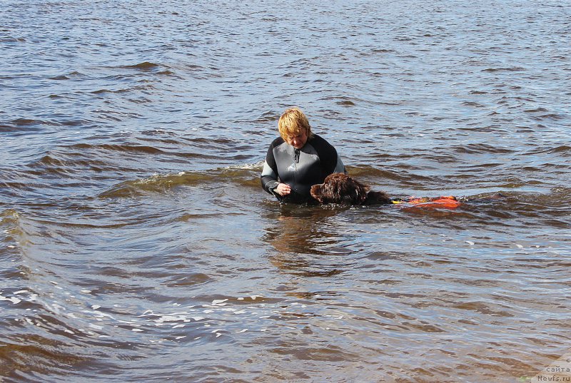 Фото: ньюфаундленд Наоми Таголири фор Браунблад (Naomi Tagoliri for Brouwnblood)
