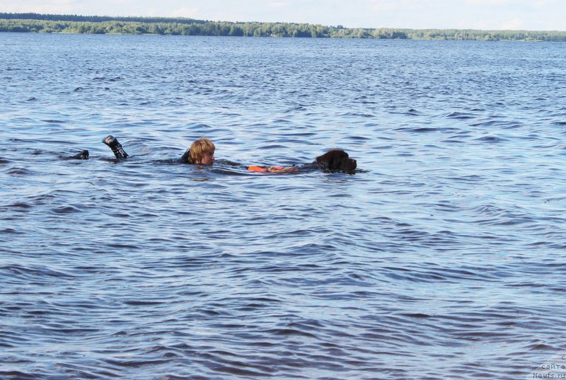 Фото: ньюфаундленд Наоми Таголири фор Браунблад (Naomi Tagoliri for Brouwnblood)