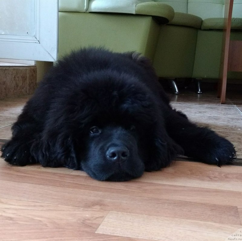 Фотография № 227322