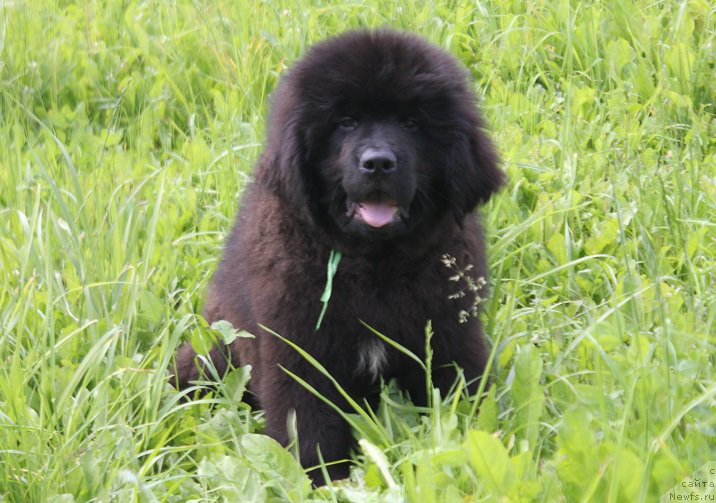 Фото: ньюфаундленд Терра Виктория Кипер оф Тайм