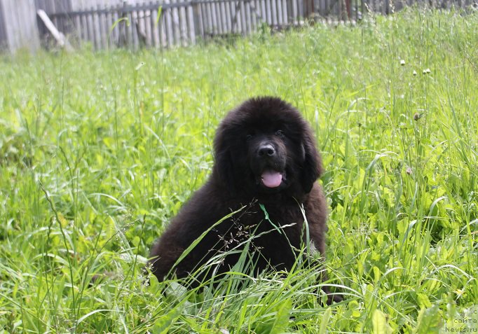 Фото: ньюфаундленд Терра Виктория Кипер оф Тайм