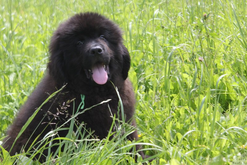 Фото: ньюфаундленд Терра Виктория Кипер оф Тайм