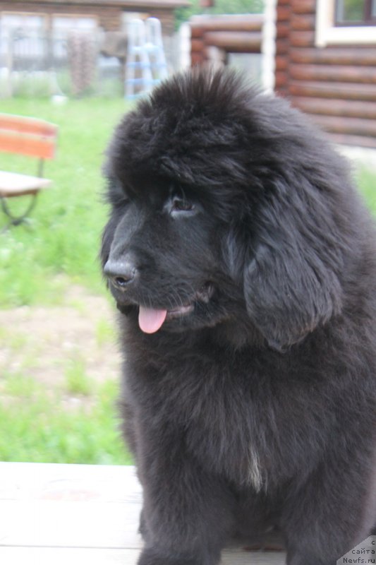 Фото: ньюфаундленд Терра Виктория Кензо Фловер