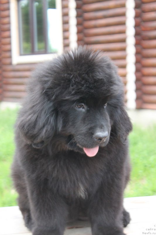 Фото: ньюфаундленд Терра Виктория Кензо Фловер