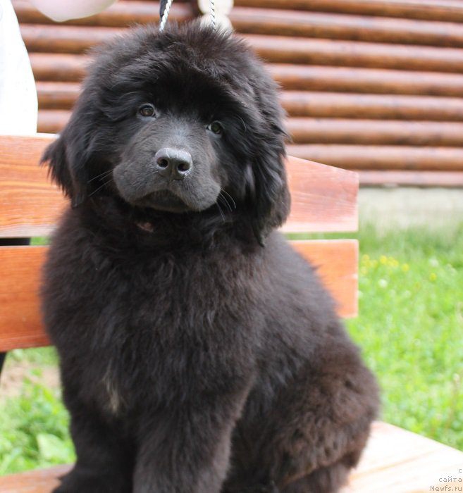 Фото: ньюфаундленд Терра Виктория Кензо Фловер