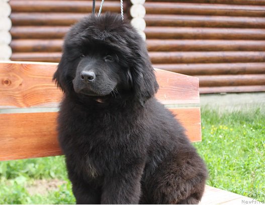 Фото: ньюфаундленд Терра Виктория Кензо Фловер