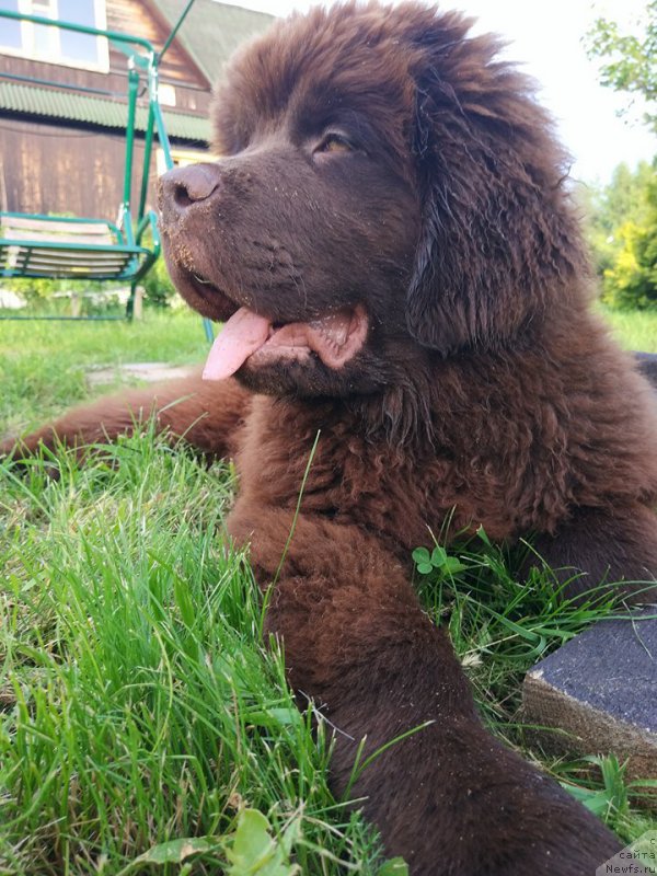 Фото: ньюфаундленд Браунблад МСК Двайт Гарнет