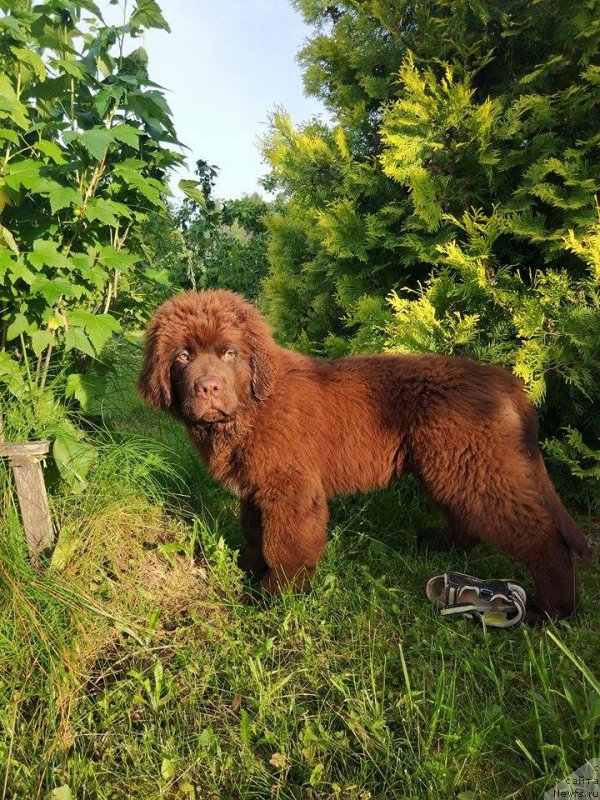 Фото: ньюфаундленд Браунблад МСК Двайт Гарнет