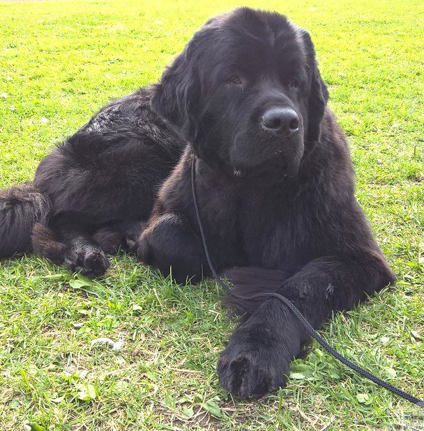 Фото: ньюфаундленд Белкондер-Клаб Белла Ренессанс (Belkonder-Club Bella Renaissance)