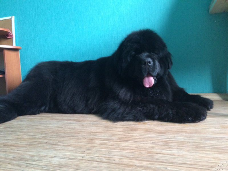 Фото: ньюфаундленд Виола Коста Лампони