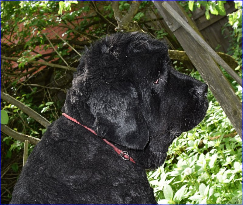 Фото: ньюфаундленд Фанньюф Улетная Девчонка (Funnewf Uletnaya Devchenka)