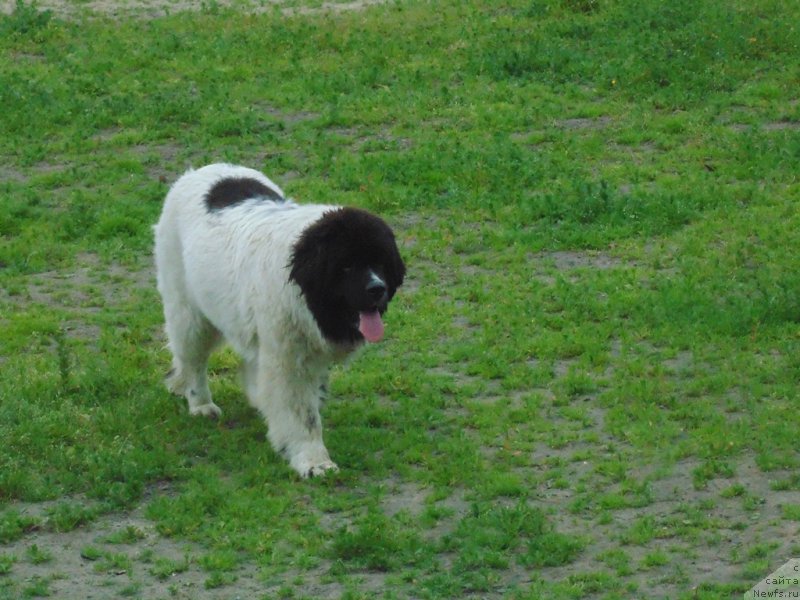 Фото: ньюфаундленд Варвара Краса от Карельских Медведей