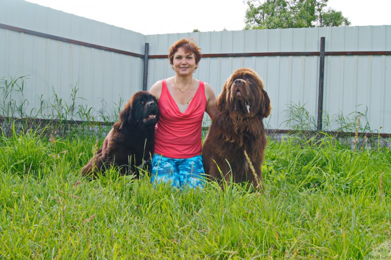 Фото: ньюфаундленд Есаул с Берега Дона (Esaul s Berega Dona), ньюфаундленд Даркфлайт Иоши (Darkflight Ioshi)