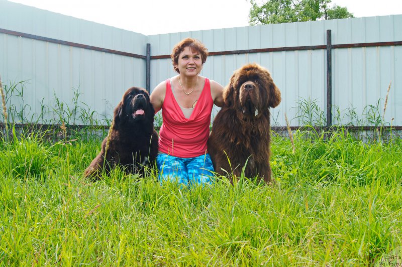 Фото: ньюфаундленд Есаул с Берега Дона (Esaul s Berega Dona), ньюфаундленд Даркфлайт Иоши (Darkflight Ioshi)