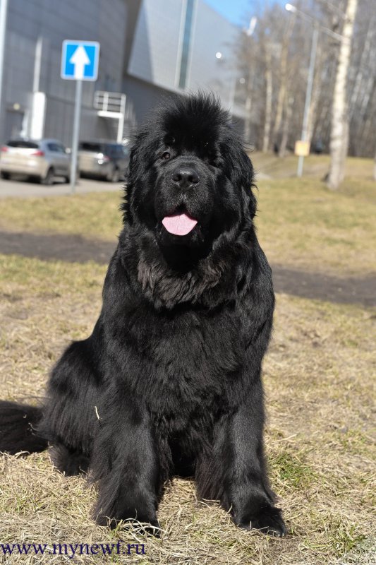 Фото: ньюфаундленд Сент Джонс Ларель Леоланда (Sent Djons Larel Leolanda)