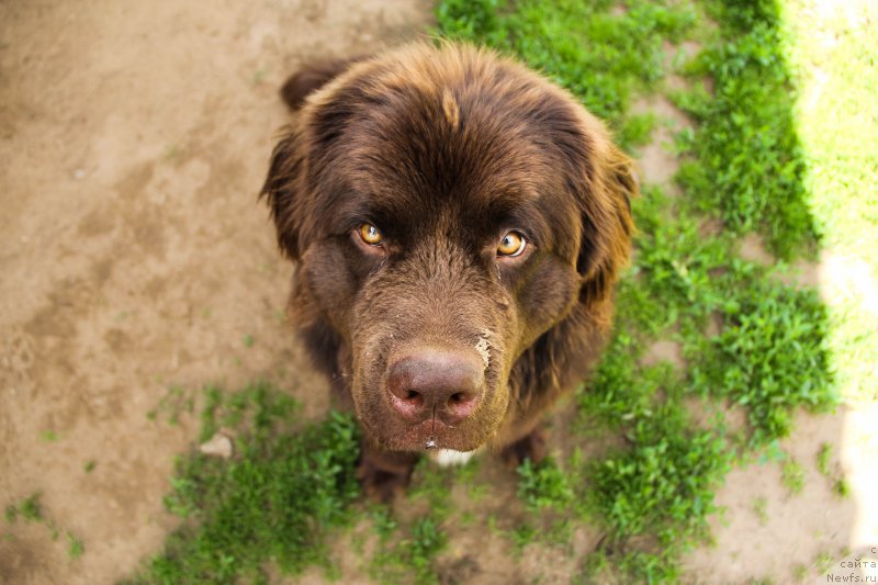 Фото: ньюфаундленд Браунблад МСК Абрамс-Стронг (Brownblood MSK Abrams-Strong)