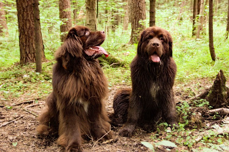 Фото: ньюфаундленд Фанньюф Аквилон (Funnewf Akvilon), ньюфаундленд Браунблад МСК Абрамс-Стронг (Brownblood MSK Abrams-Strong)