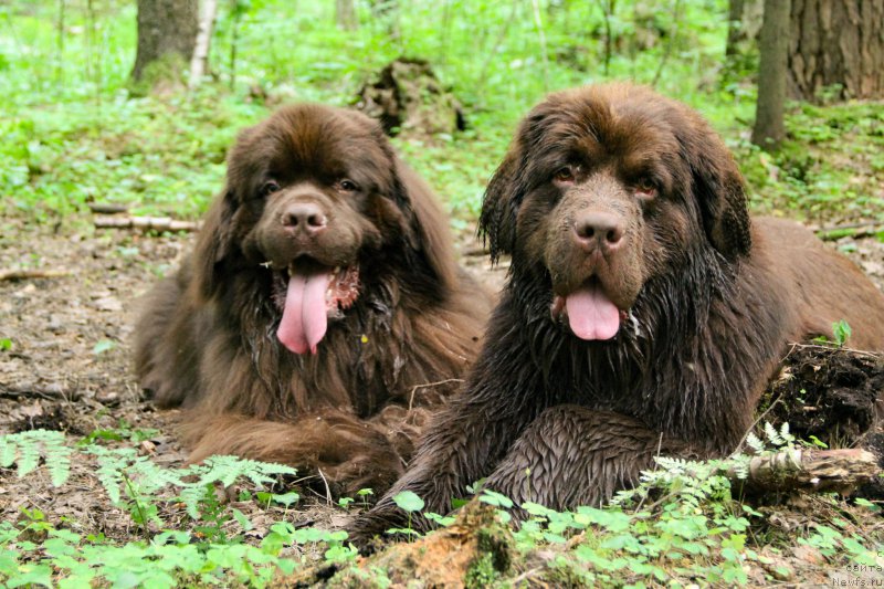 Фото: ньюфаундленд Фанньюф Аквилон (Funnewf Akvilon), ньюфаундленд Браунблад МСК Абрамс-Стронг (Brownblood MSK Abrams-Strong)